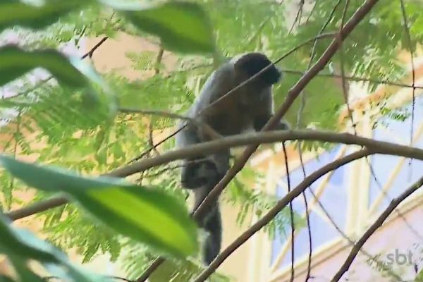 Imagem da noticia Doença que afeta humanos pode ter matado macacos no Rio de Janeiro