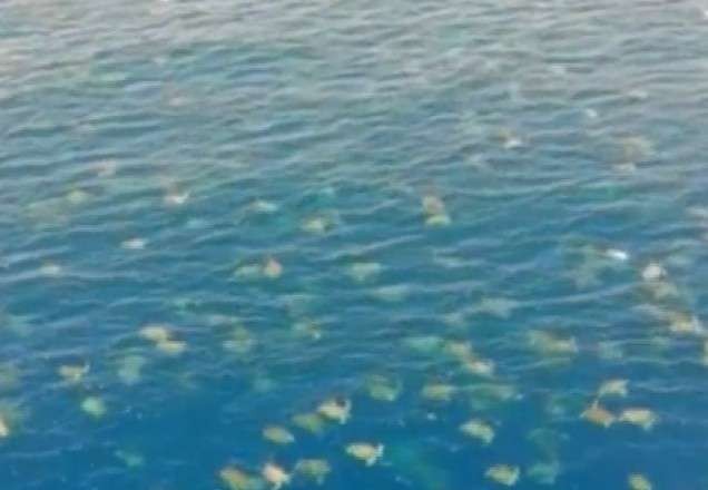 Drone registra colônia com mais de 64 mil tartarugas em mar da Austrália