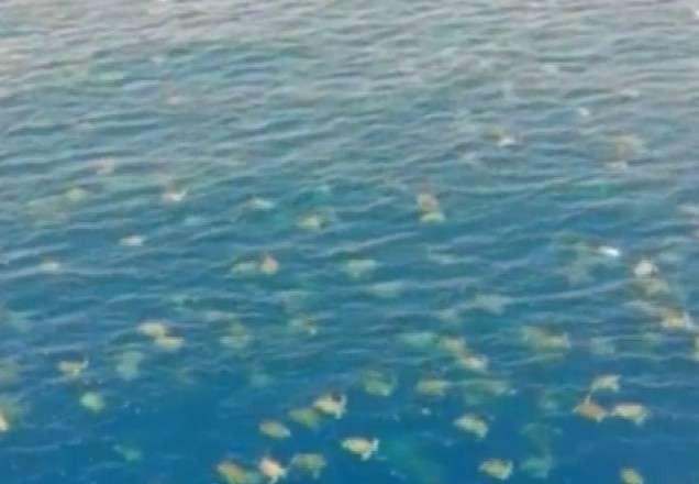 Imagem da noticia Drone registra colônia com mais de 64 mil tartarugas em mar da Austrália