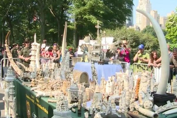 Imagem da noticia Duas toneladas de marfim são destruídas em NY