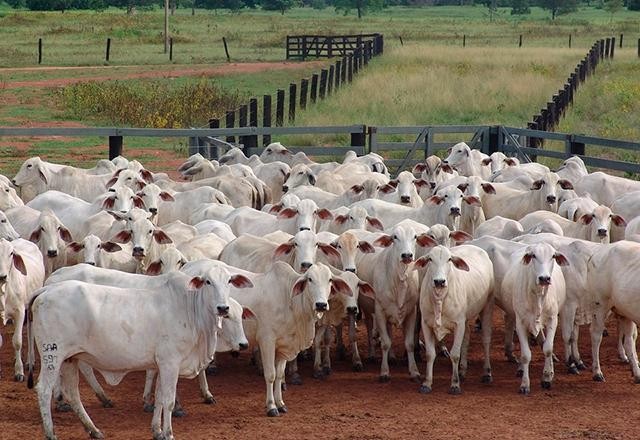 Imagem da noticia Indústria do colágeno já vale US$ 4 bi: crescimento ligado ao desmatamento