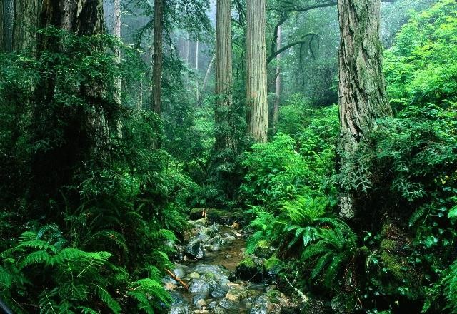 Imagem da noticia Brasil pode vender US$ 10 bilhões em crédito de carbono para a China