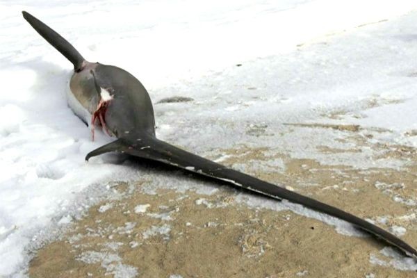 Imagem da noticia EUA: Tubarões não suportam frio e morrem em praia de Massachusetts