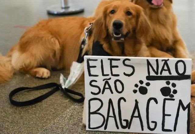 Caso Joca: Tutores de pets fazem protestos em aeroportos do país após morte de cachorro