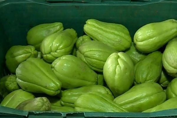 Imagem da noticia Em Brasília, agricultores sentem efeitos da crise hídrica