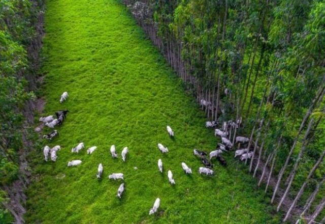 Imagem da noticia Governo lança plano para reduzir emissões de carbono no agro
