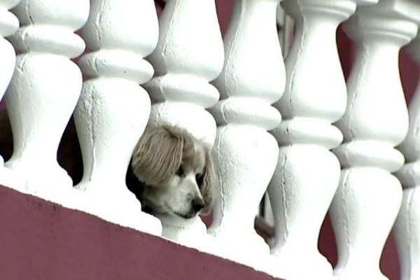 Imagem da noticia Envenenamento de animais domésticos assusta moradores da Grande SP