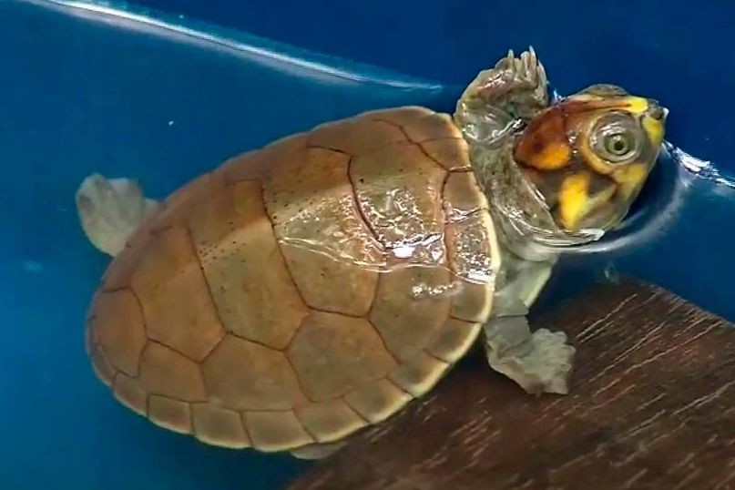 Esforço de comunidades ribeirinhas fez aumentar a população de tartarugas e tracajás