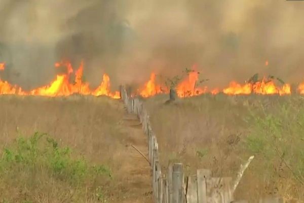 Imagem da noticia Estado do Pará é recordista de queimadas em 2017; gado sofre com falta de pasto