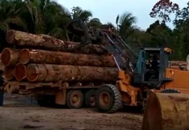 Estudo aponta aumento de 15% no desmatamento da Amazônia em um ano