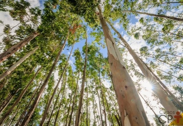 Imagem da noticia Suzano lança fundo de US$ 70 milhões para incentivar bioeconomia