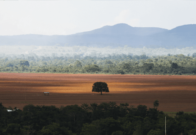 Imagem da noticia Desmatamento diminui 32,4% em 2024; Cerrado reúne mais de 50% das perdas