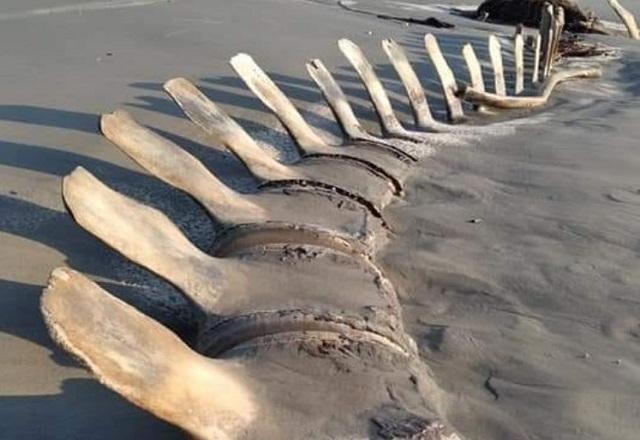 Imagem da noticia Esqueleto gigante encontrado em praia de SP desaparece misteriosamente