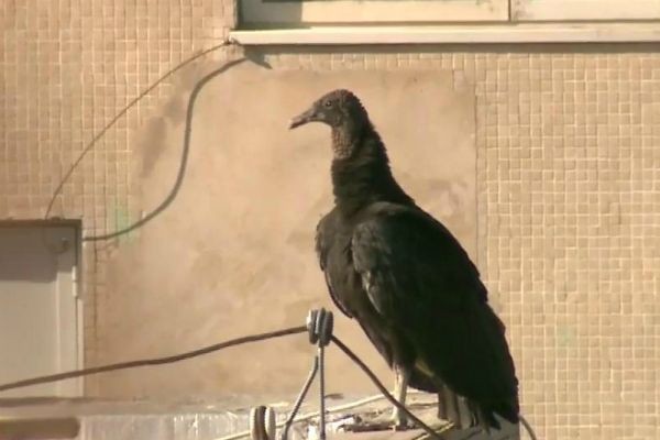 Família de urubus ocupa apartamento funcional em Brasília