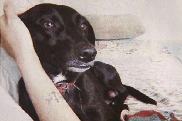 Famílias fazem apelo para encontrar cães desaparecidos em São Paulo