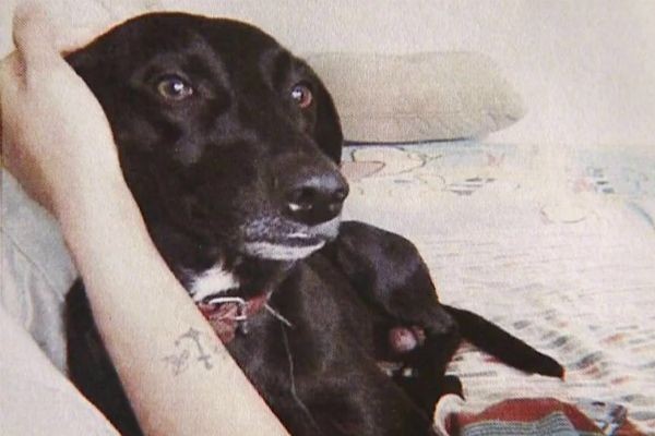 Imagem da noticia Famílias fazem apelo para encontrar cães desaparecidos em São Paulo