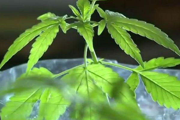 Imagem da noticia Farmácias do Chile começam a vender remédios à base de maconha