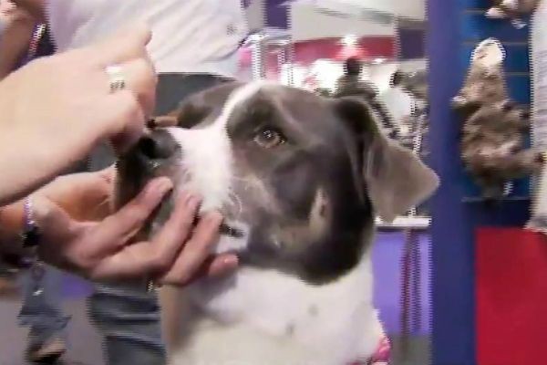 Imagem da noticia Feira em São Paulo traz novidades para os animais de estimação