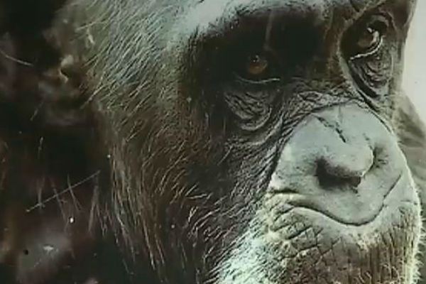 Imagem da noticia Fenômeno nas eleições de 1988, Macaco Tião vira tema de documentário
