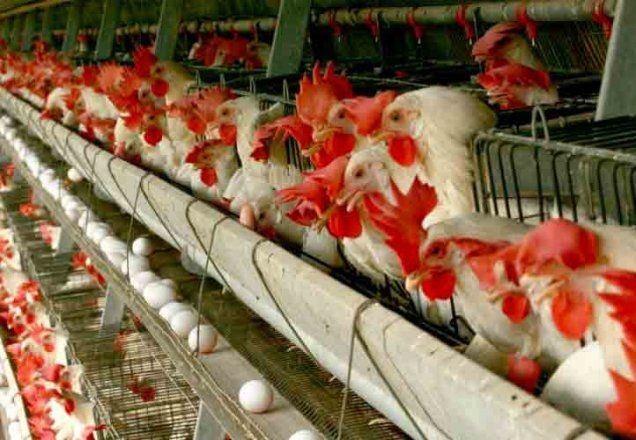 Imagem da noticia Filipinas proíbem frango do Brasil após suposto caso de coronavírus