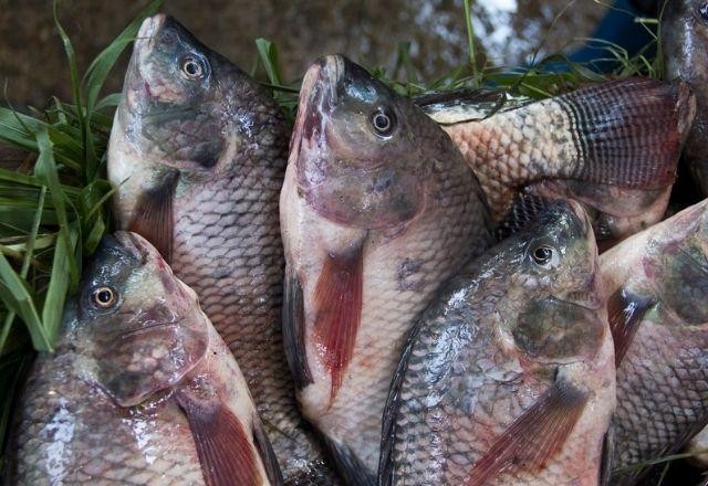 Piscicultura: exportação de peixes já está 10% superior ao ano de 2020