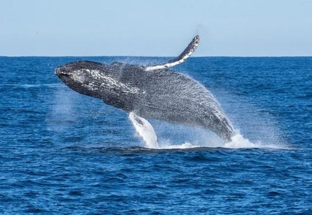 Imagem da noticia Caça às baleias deve ser encerrada pela Islândia em 2024