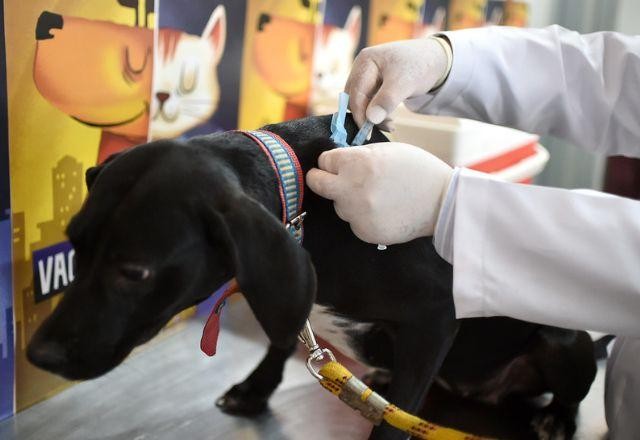 Imagem da noticia SP inicia vacinação de cães e gatos contra raiva; confira lugares e horários