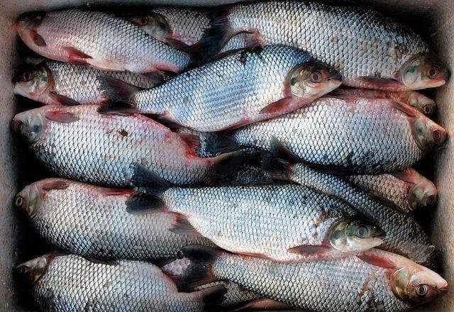 Imagem da noticia Toxinas em peixes podem causar doença da urina preta, diz estudo