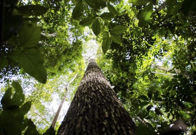 Plano contra desmatamento na Amazônia recebe sugestões até dia 26