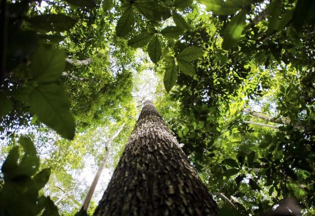 Imagem da noticia Governo promete mudar rumo após críticas por perdas ambientais