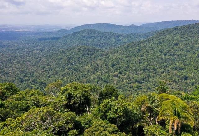 Áreas de florestas caíram 60% em 6 décadas, conclui estudo