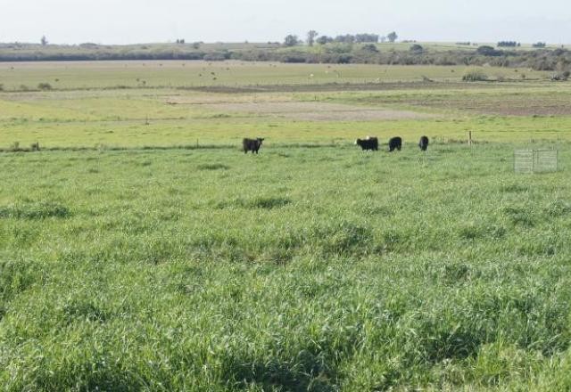 Imagem da noticia Queimadas aumentaram na Amazônia e no Pampa em 2022