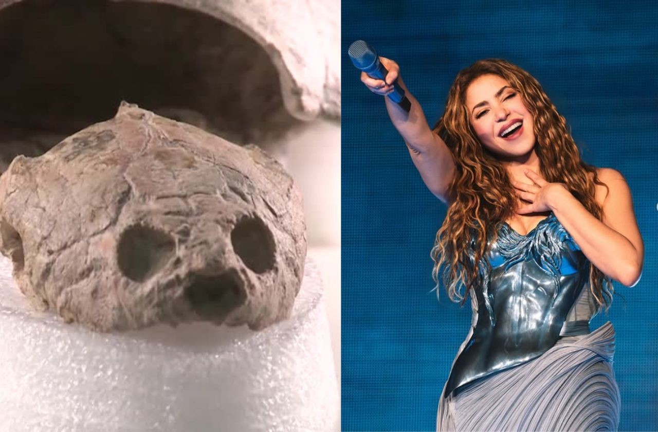 Imagem da noticia "Shakira, Shakira": Fóssil de tartaruga com 13 milhões de anos recebe nome inspirado na cantora