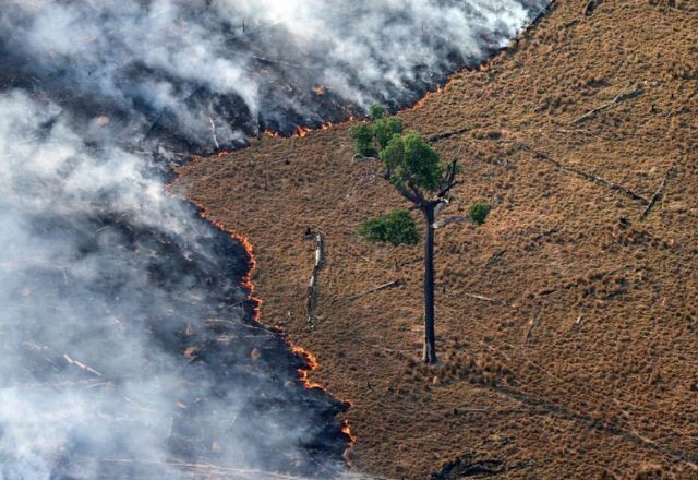 Imagem da noticia Com incêndios e seca, mundo bate recorde de perda florestal em 2024