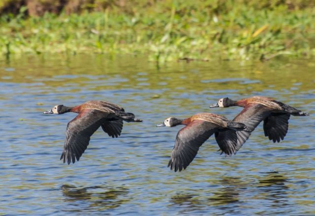 Imagem da noticia Três novos casos de gripe aviária são registrados no Parque do Ibirapuera, na Zona Sul de São Paulo