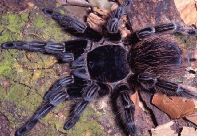 Imagem da noticia Pesquisa brasileira aponta que veneno de aranha pode ser usado contra células de câncer