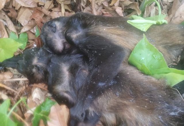Imagem da noticia Forte onda de calor faz macacos caírem mortos de árvores no México