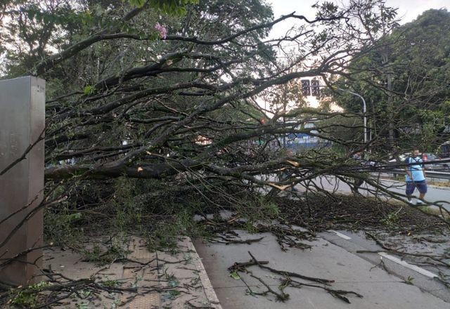 Imagem da noticia Árvore de grande porte cai na Lapa e atrapalha transporte público
