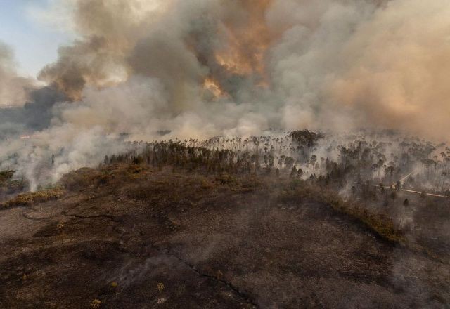 Imagem da noticia Floresta Nacional de Brasília convoca voluntários para restaurar fauna e fona após queimadas