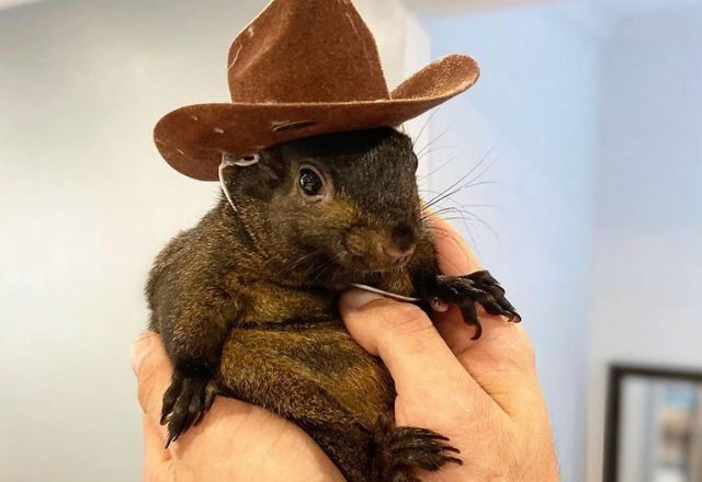 Imagem da noticia Esquilo Peanut, estrela das redes sociais, é sacrificado nos EUA por suspeita de raiva