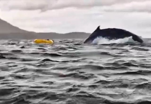 Imagem da noticia Baleia engole e solta jovem que andava de caiaque no Chile; veja vídeo