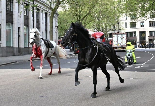 Imagem da noticia Cavalos militares fogem e deixam feridos no centro de Londres