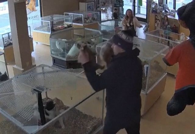 Imagem da noticia VÍDEO: homem finge desmaio e comparsa rouba filhotes de buldogue em petshop