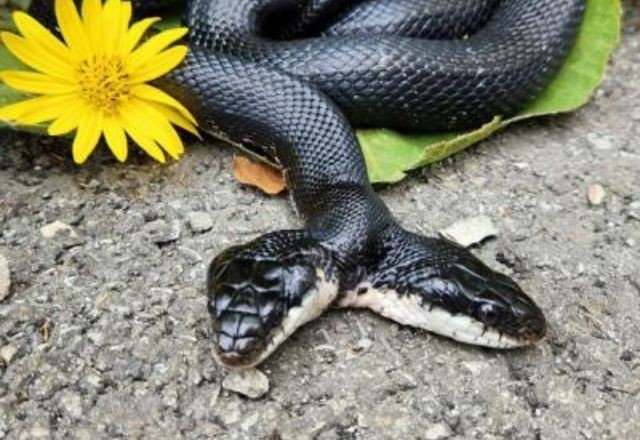 Imagem da noticia Cobra de duas cabeças chama atenção de moradores e turistas nos EUA