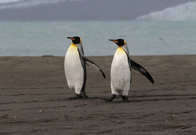 Imagem da noticia Ilha sem habitantes e povoada por pinguins é listada em tarifaço de Trump