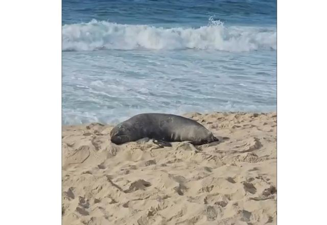 Imagem da noticia Lobo-marinho surge em Ipanema e vira atração na praia carioca