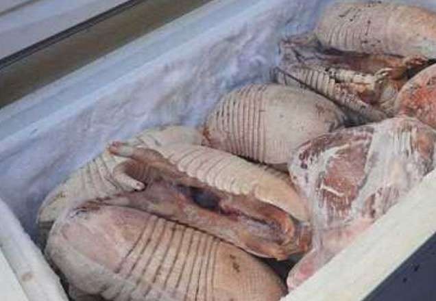 Imagem da noticia Frigorífico clandestino de carne de tatu é descoberto em São Paulo