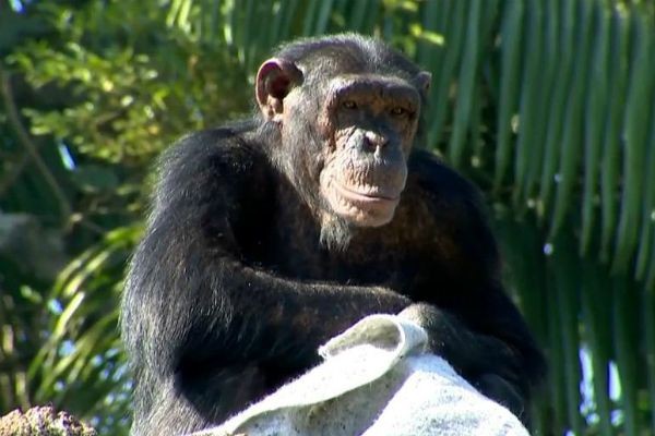 Frio muda rotina de cuidados no Zoológico de São Paulo