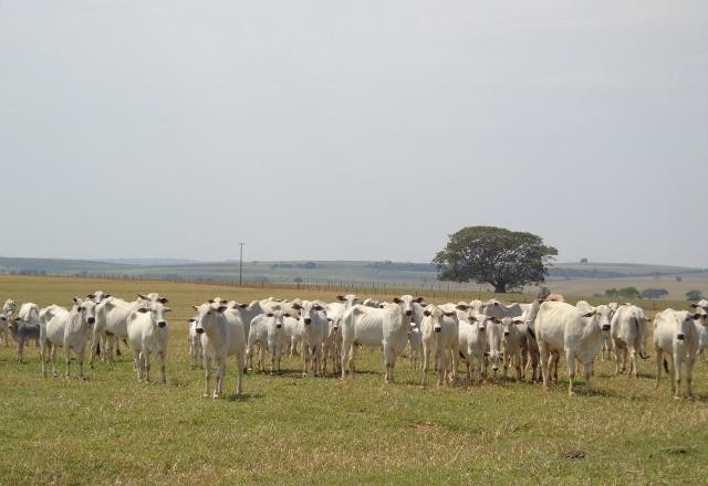 Imagem da noticia OCDE: aumenta apoio ao agro; pouco é direcionado à sustentabilidade