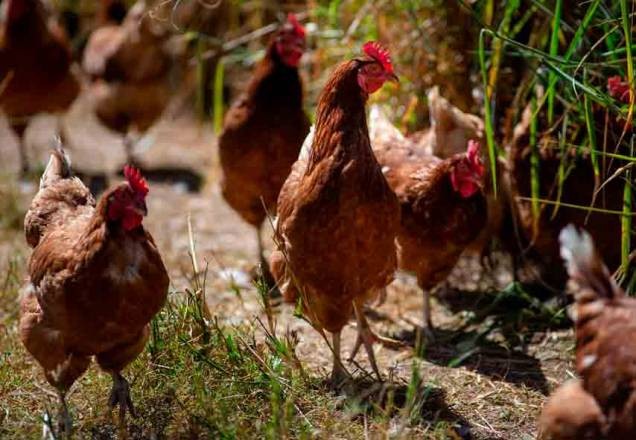 Calor intenso mata 40 mil galinhas no interior de SP